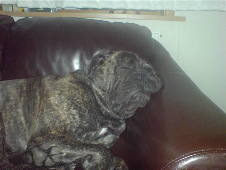 Bullmastiff Buller (DØD)7mdr 2012 billede 12