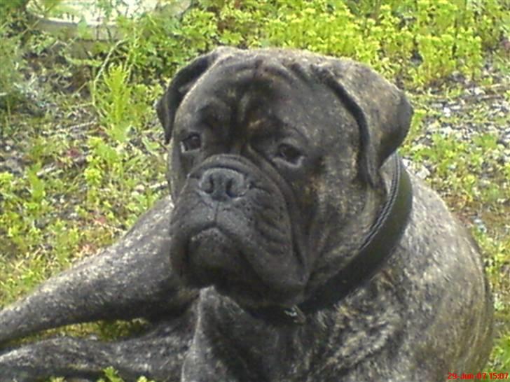 Bullmastiff Buller (DØD)7mdr 2012 billede 13