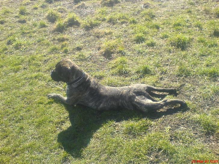 Bullmastiff Buller (DØD)7mdr 2012 billede 14