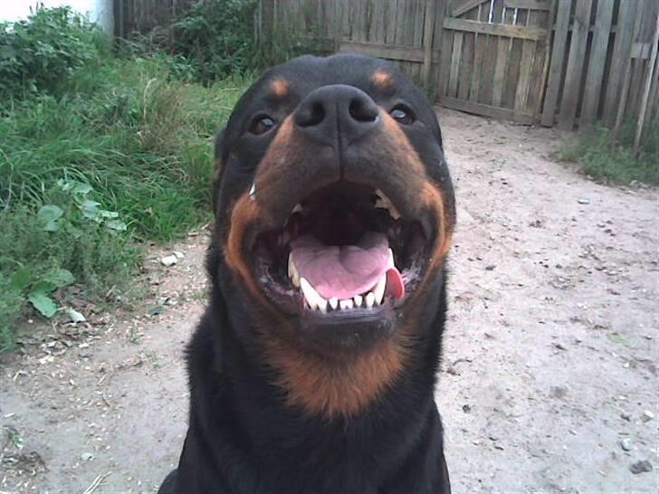 Rottweiler marcus - dejlige marcus billede 1