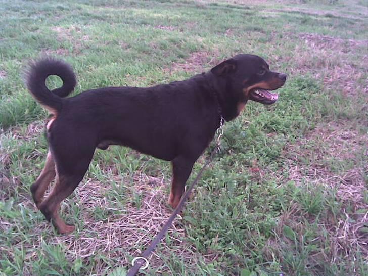 Rottweiler marcus billede 2