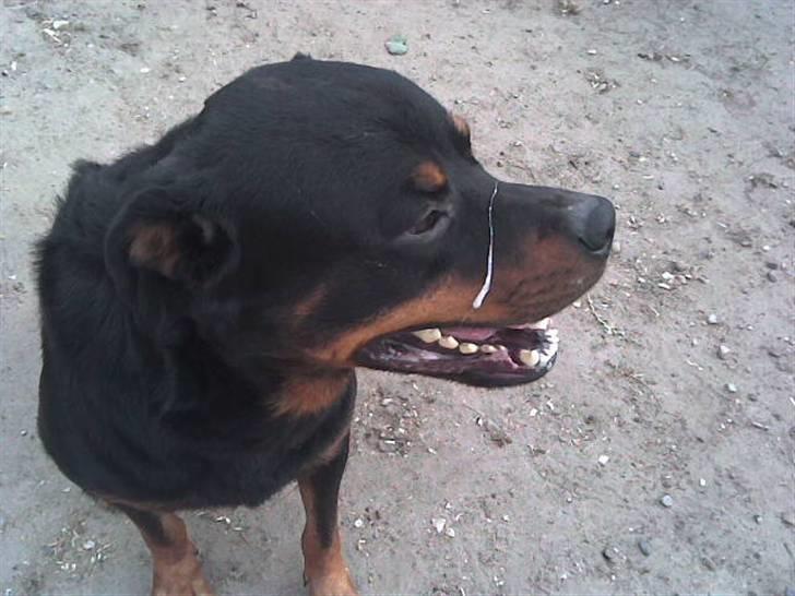 Rottweiler marcus billede 3