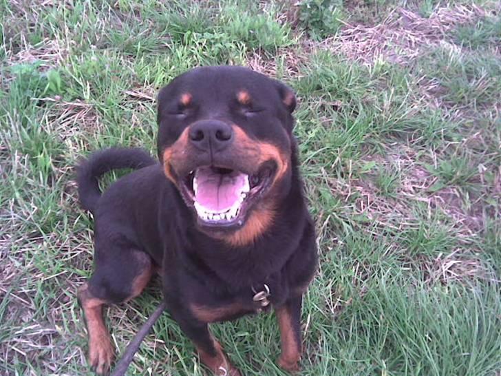 Rottweiler marcus billede 4