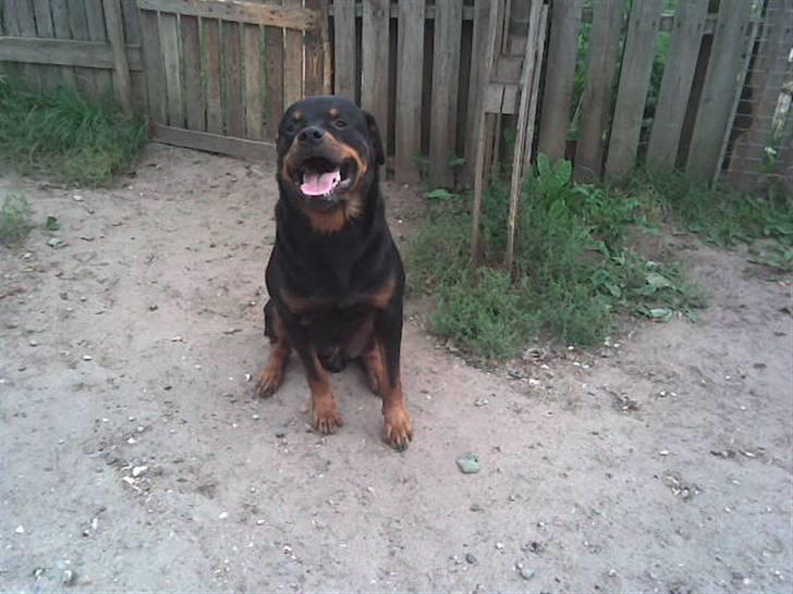 Rottweiler marcus billede 5