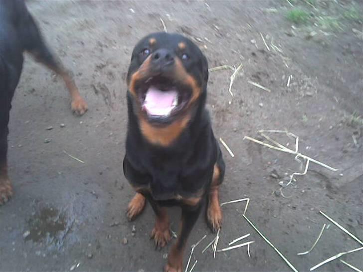 Rottweiler marcus billede 6