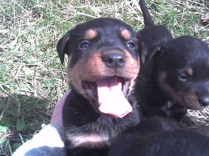 Rottweiler marcus billede 7