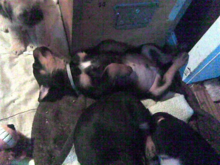 Rottweiler marcus billede 8