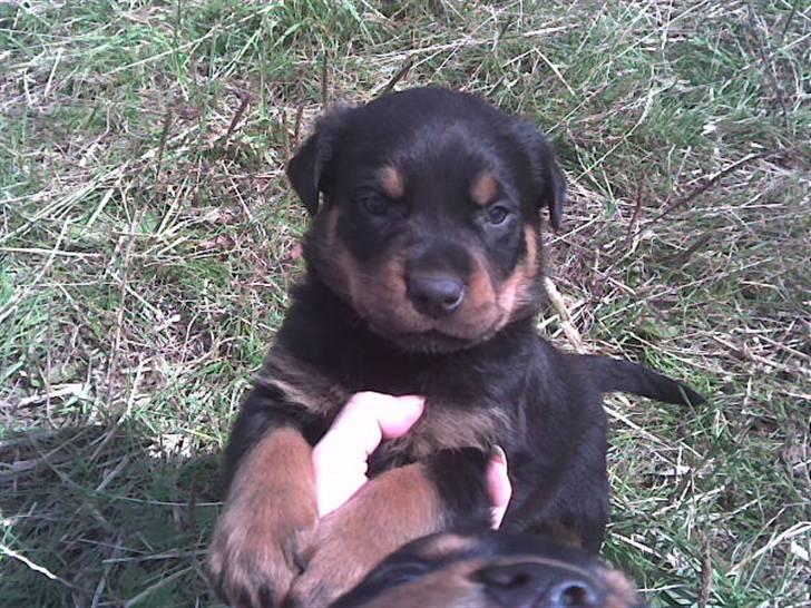 Rottweiler marcus billede 9