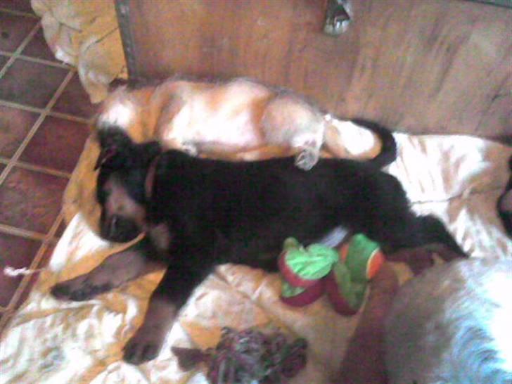 Rottweiler marcus billede 10