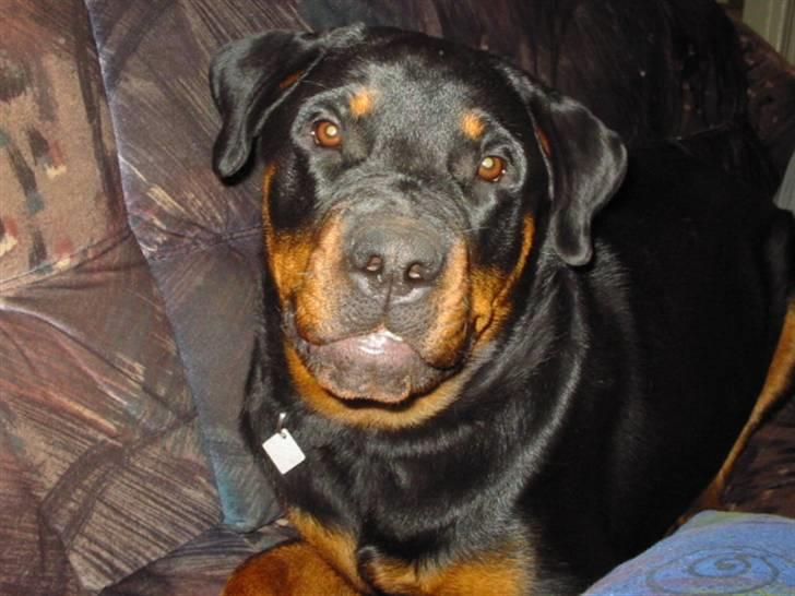 Rottweiler fie billede 1