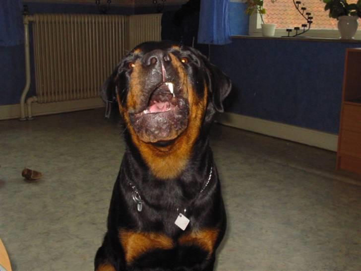 Rottweiler fie billede 2