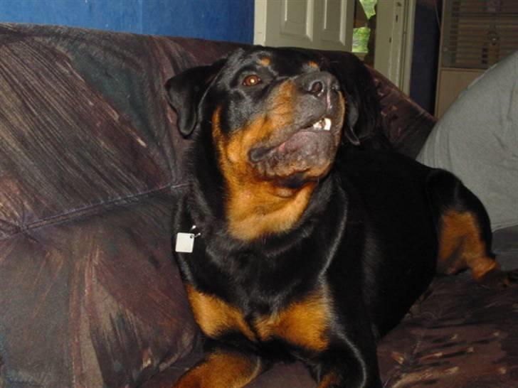 Rottweiler fie billede 3