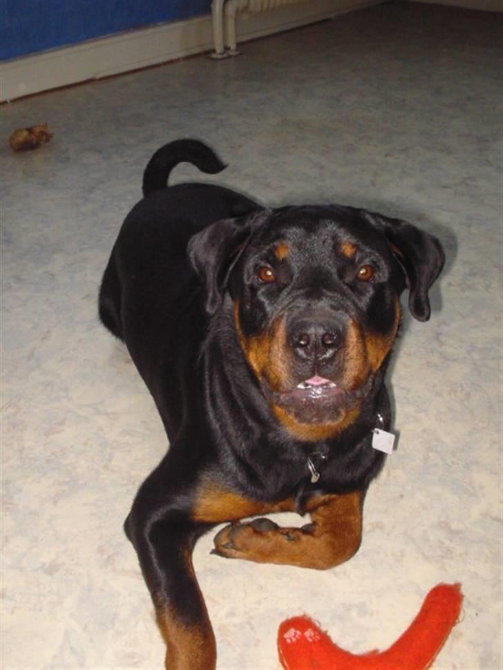 Rottweiler fie billede 4