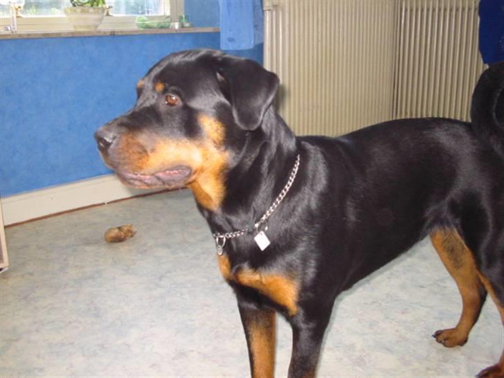 Rottweiler fie billede 5
