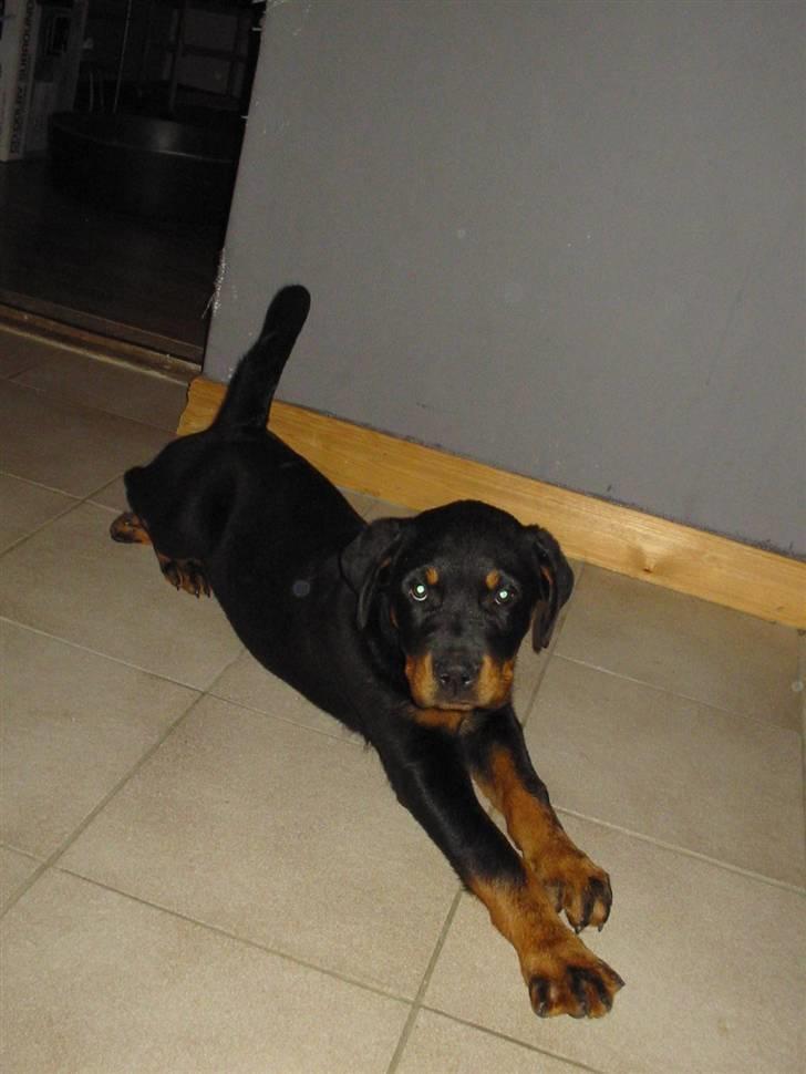 Rottweiler fie billede 6
