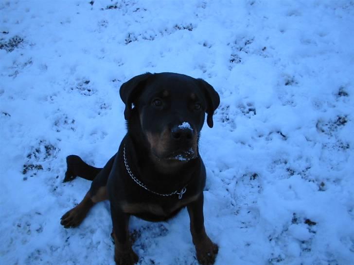 Rottweiler fie billede 7