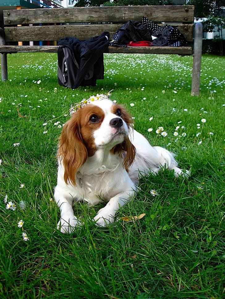 Cavalier king charles spaniel Bella Rosa billede 14