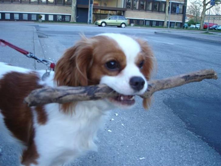 Cavalier king charles spaniel Bella Rosa billede 15