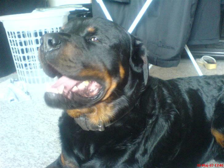 Rottweiler REX - Trofaste Rex billede 2