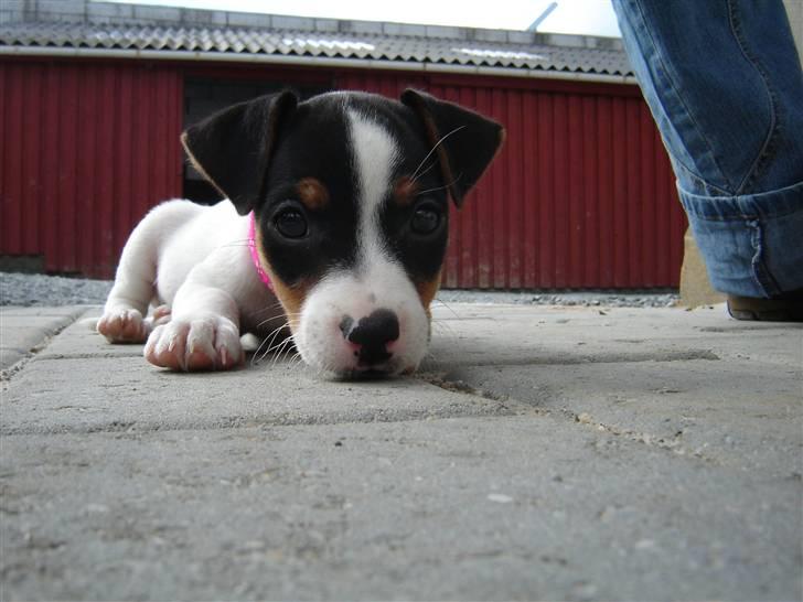 Jack russell terrier Karla billede 1