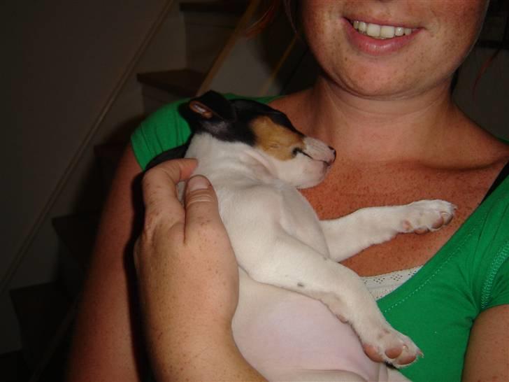 Jack russell terrier Karla billede 2