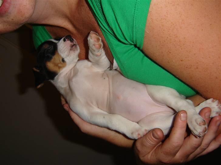 Jack russell terrier Karla billede 3