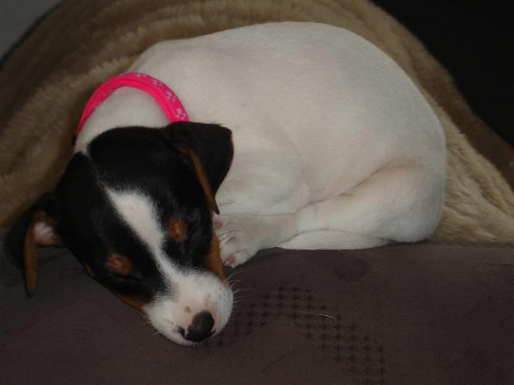 Jack russell terrier Karla billede 4