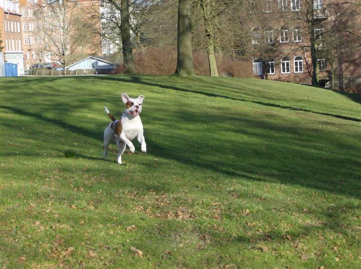 Amerikansk bulldog Alonzo billede 17