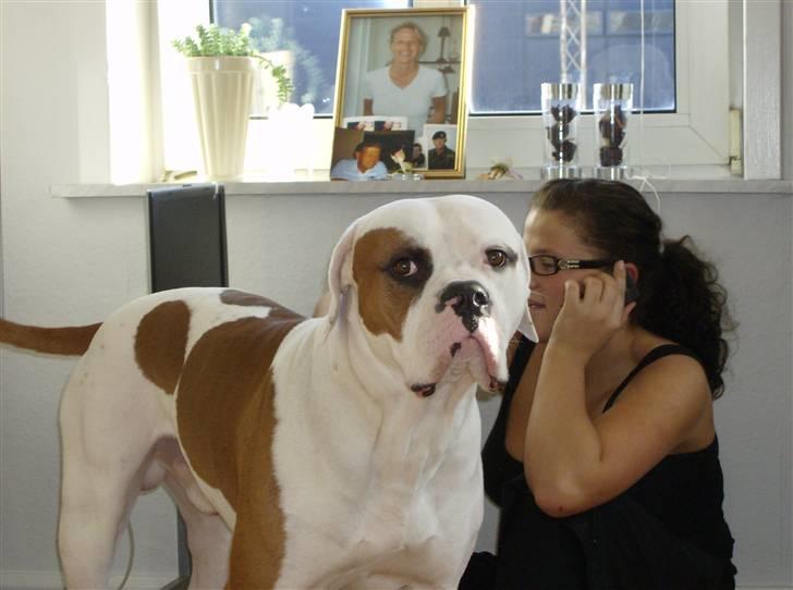 Amerikansk bulldog Alonzo billede 18