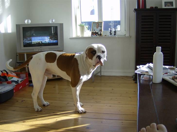 Amerikansk bulldog Alonzo billede 19