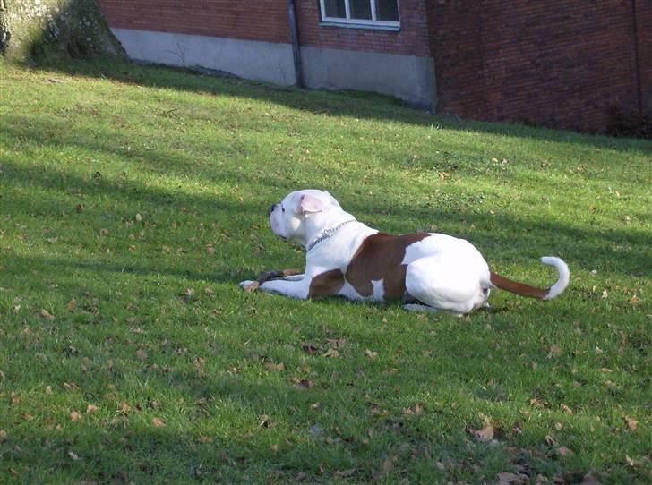 Amerikansk bulldog Alonzo billede 20