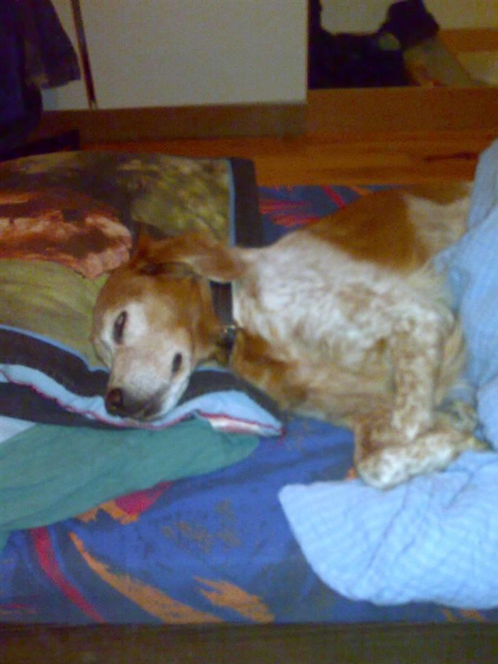 Breton Bali  (Død) billede 12