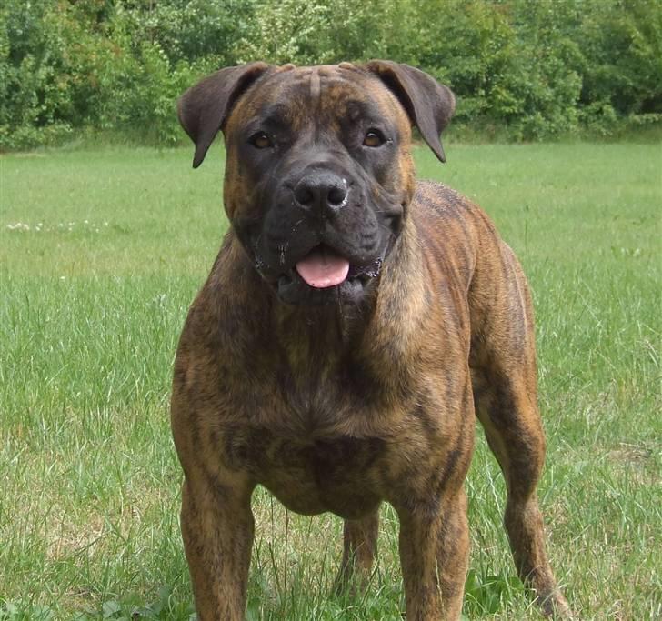 Boerboel BOELSPLAAS AGNES - Smukke Agnes 20 juni 08 billede 1