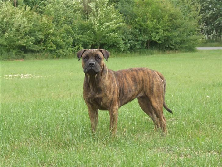 Boerboel BOELSPLAAS AGNES - 20 juni 08 billede 2