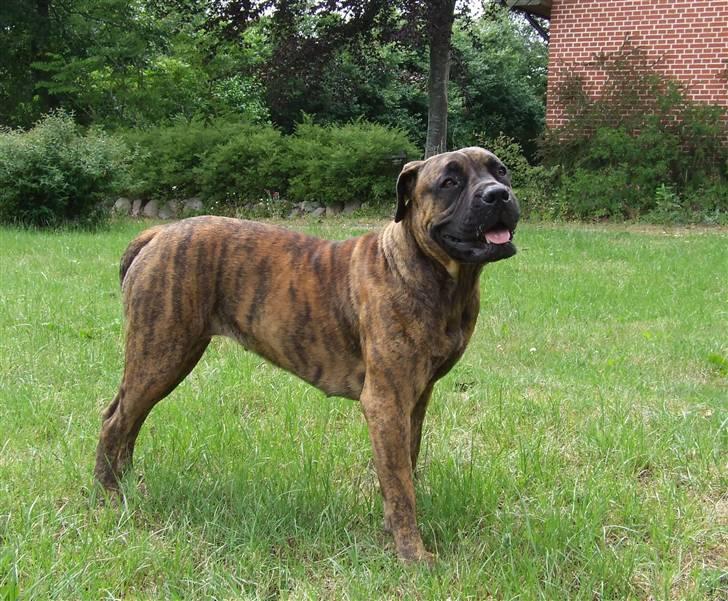 Boerboel BOELSPLAAS AGNES - 20 juni 08 billede 3