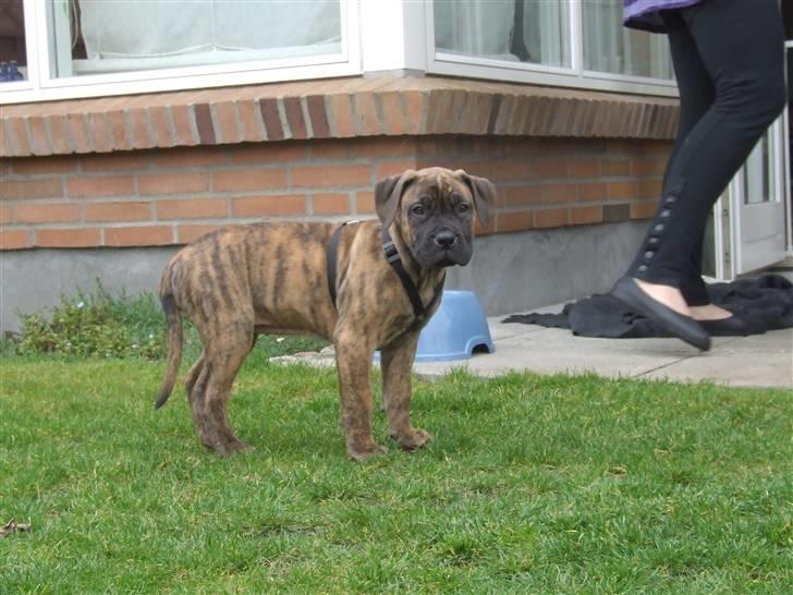 Boerboel BOELSPLAAS AGNES - 10 uger billede 4
