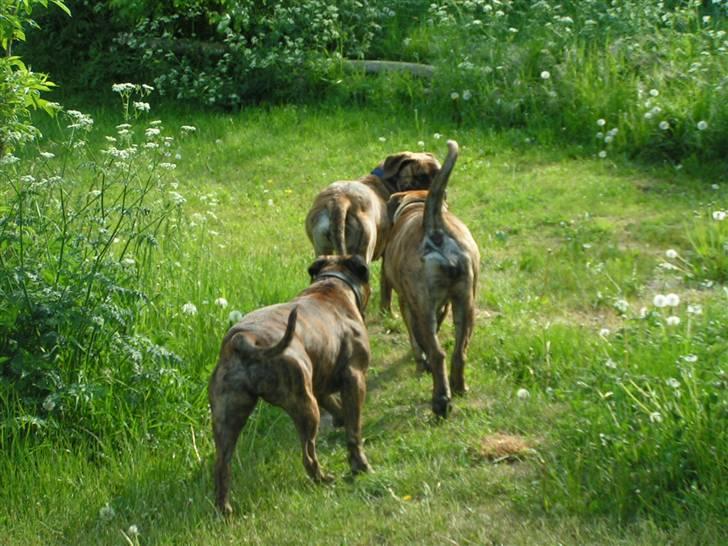 Boerboel BOELSPLAAS AGNES - 6 uger billede 5