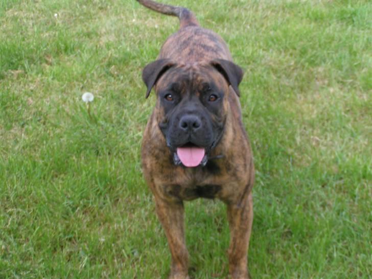 Boerboel BOELSPLAAS AGNES - 6 mdr billede 6