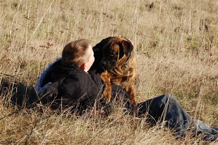 Boerboel BOELSPLAAS AGNES - 6 mdr billede 7