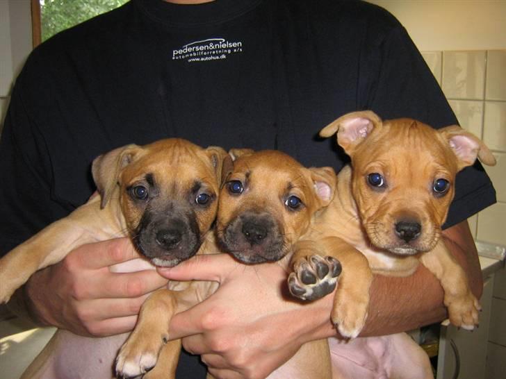 Amerikansk staffordshire terrier Frigg billede 12