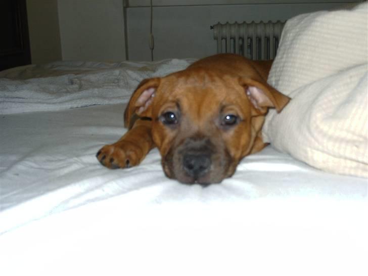 Staffordshire bull terrier -Betty Kaldt Coco billede 1