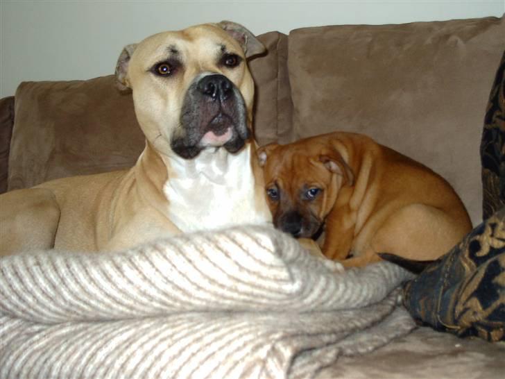 Staffordshire bull terrier -Betty Kaldt Coco billede 2