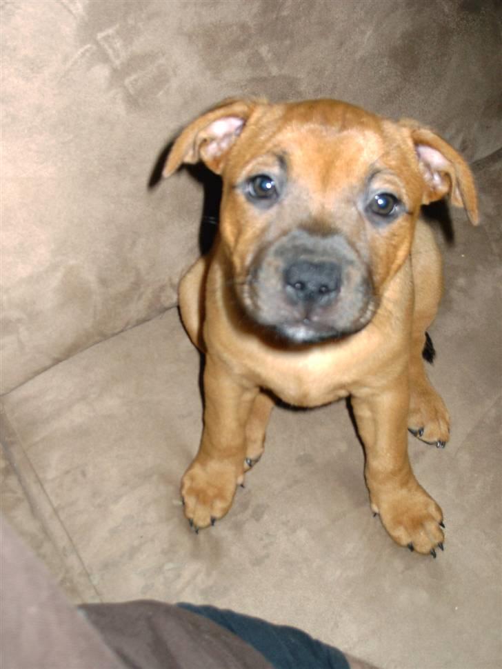 Staffordshire bull terrier -Betty Kaldt Coco billede 3