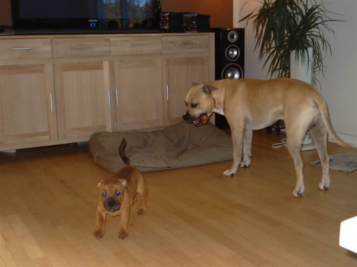 Staffordshire bull terrier -Betty Kaldt Coco billede 4