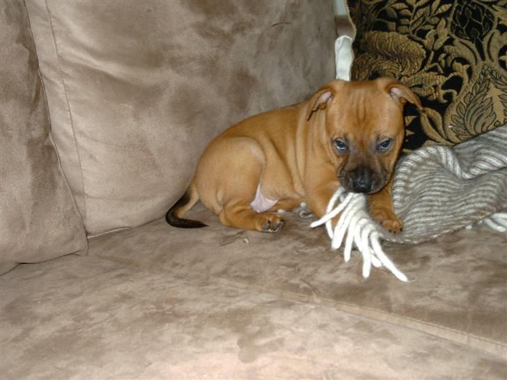 Staffordshire bull terrier -Betty Kaldt Coco billede 5