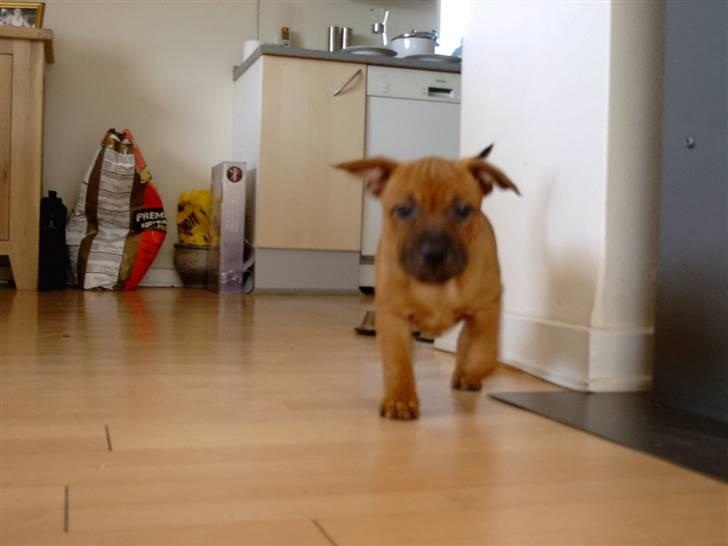 Staffordshire bull terrier -Betty Kaldt Coco billede 6