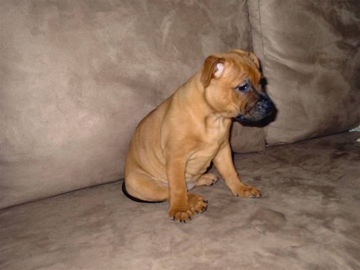 Staffordshire bull terrier -Betty Kaldt Coco billede 7
