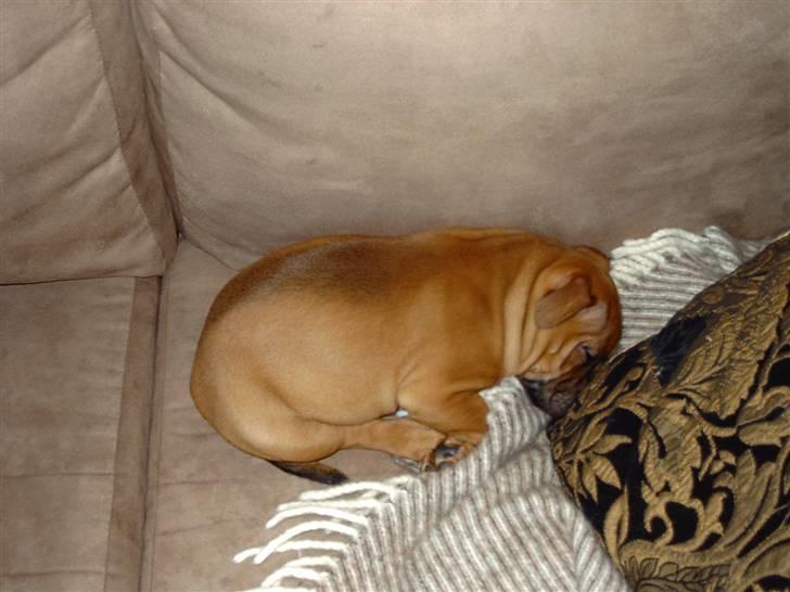 Staffordshire bull terrier -Betty Kaldt Coco billede 8