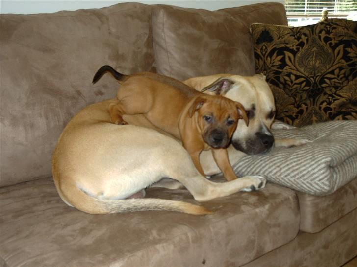 Staffordshire bull terrier -Betty Kaldt Coco billede 9