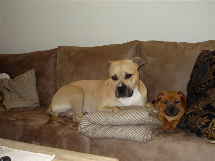 Staffordshire bull terrier -Betty Kaldt Coco billede 10